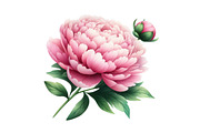 Pink & Purple Peony Flowers Clipart, an Illustration by Designking (Thumbnail 4 of 4)