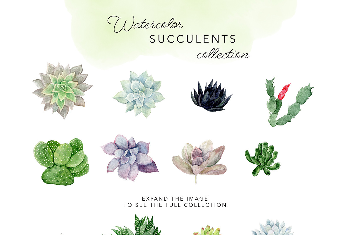 Watercolor Succulent Illustrations, an Illustration by One and Only Paper (Photo 3 of 6)
