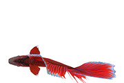 Betta Fish, an Animal 3D Model by AndrewWhite (Thumbnail 3 of 11)