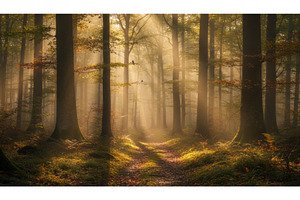 Misty forest scene with sunbeams, a Nature Photo by Igor Tichonow