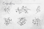Inky huckleberry flowers, a Food Illustration by MsFlaffy (Thumbnail 5 of 11)