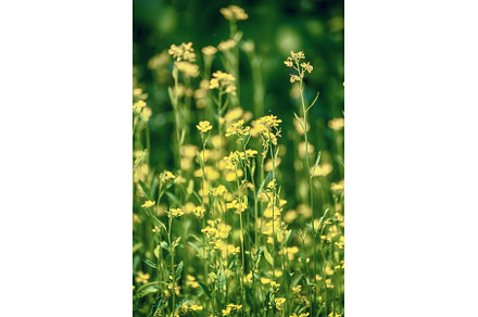 Rapeseed spring flowers