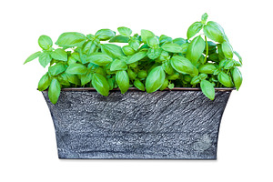 Potted basil isolated on white, a Nature Photo by BOOCYS