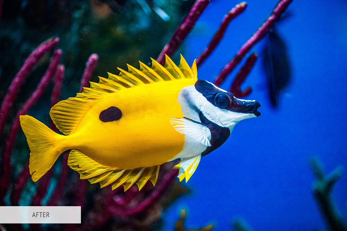 Underwater Photography Presets, a Plug-in Add-On by FixThePhoto (Photo 13 of 32)