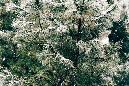 Close up of pine branch on a snowing day winter background with featuring, a Nature Photo by Architect´s eye