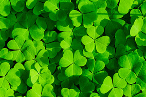 Green clover leaves illuminated by bright sunlight. Fresh shamrock foliage back
