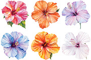 Hibiscus Flower Watercolor ClipArts, an Illustration by cherrydesign (Thumbnail 2 of 3)