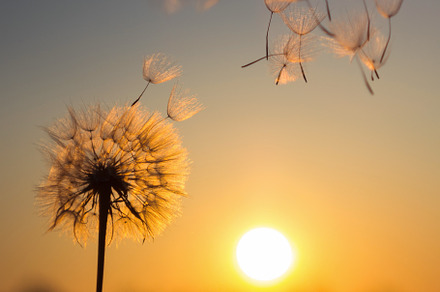 Dandelion and the setting sun, a Nature Photo by Olga_Z
