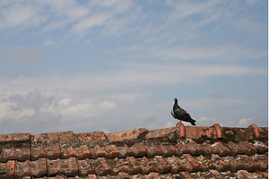 pigeon stands on weathered roof, a Nature Photo by Lermont51