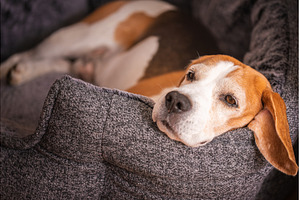 Beagle dog resting in cozy bed, an Animal Photo by MadPhotos