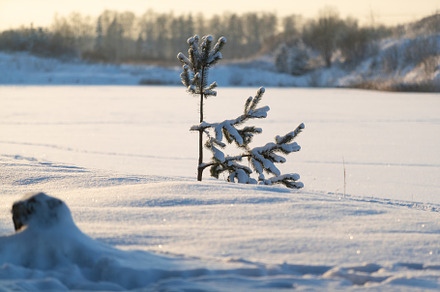 Pine forest in winter sunny day stock photo containing tree and forest, a Nature Photo by oleghz
