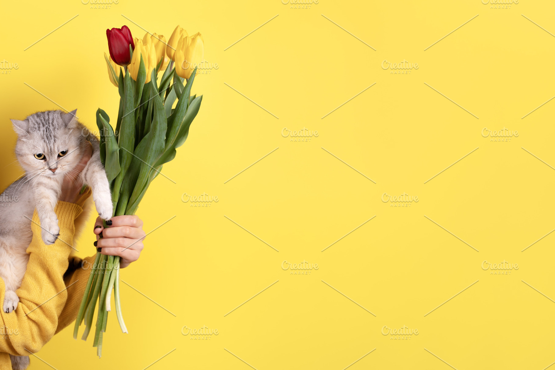 Gray cat held with bouquet of red and yellow tulips, vibrant yel, an Animal Photo by Ales Munt