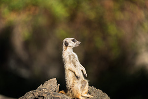 Meerkat with its back to the camera,, an Animal Photo by Perpis