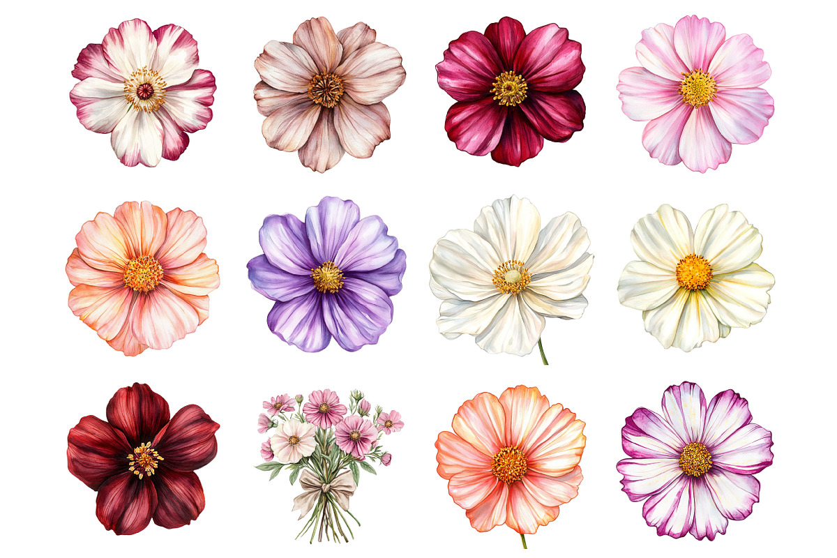 Watercolor Cosmos Clipart, a Seasonal Illustration by Design Market