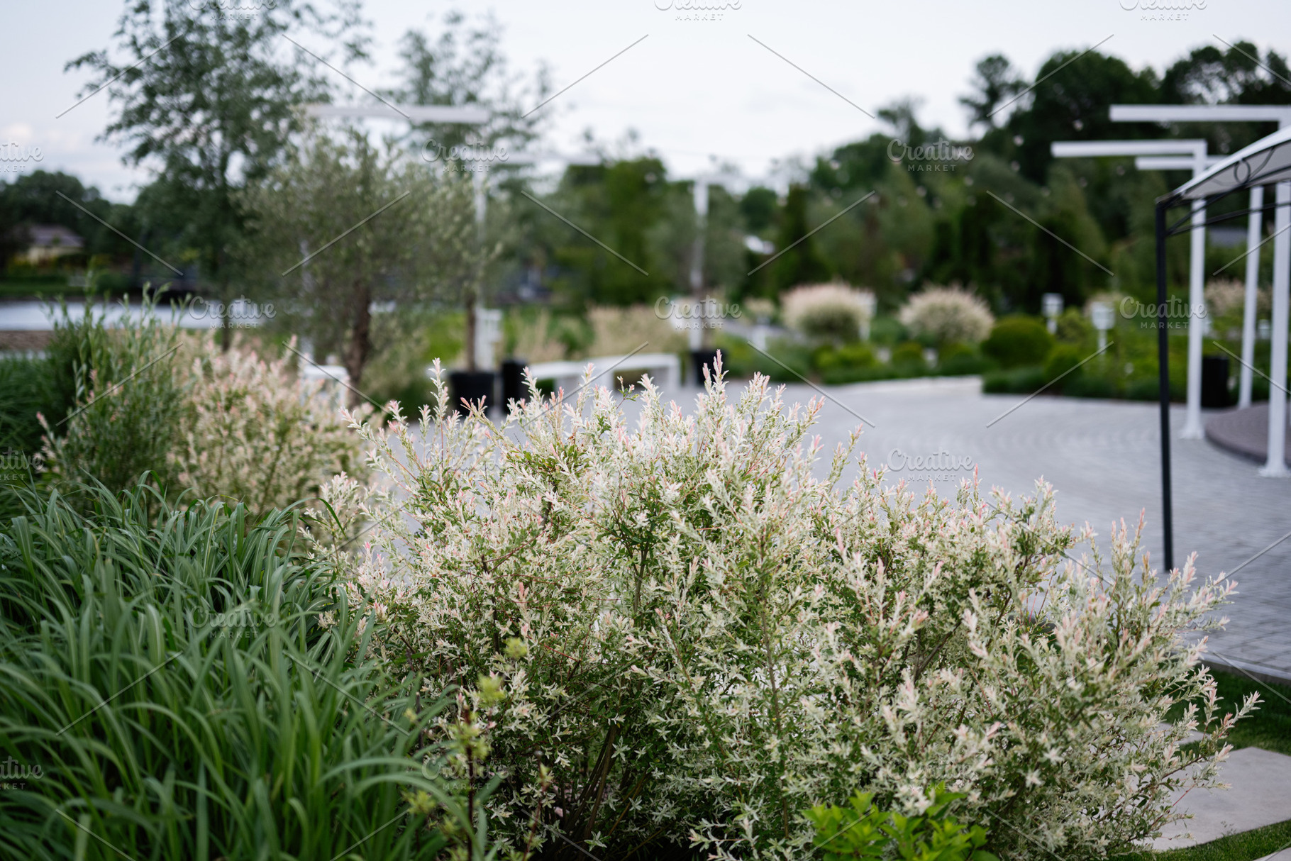 Beautiful garden landscape with blooming shrubs and trees on a sunny day, a Photo by AS photostudio