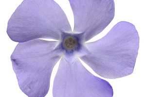 Periwinkle flower with delicate purple petals symmetrically arra, a Nature Photo by ndanko