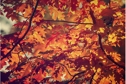 Autumn oak background, a Nature Photo by Nature and travel