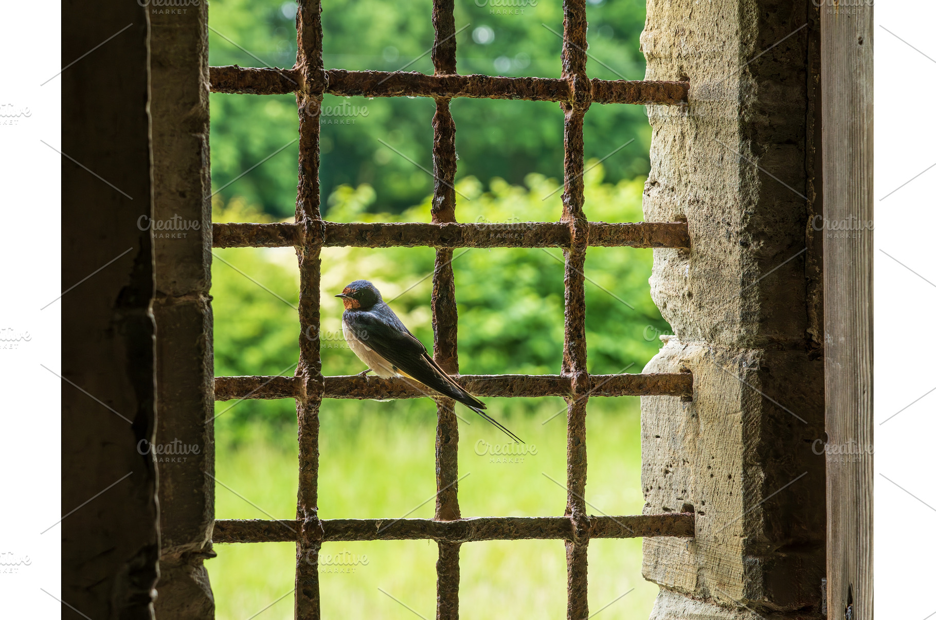 Barn swallow perched on the bars of, an Architecture Photo by Backyard Stock