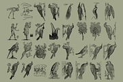 Birds of the World Illustrations, an Animal Illustration by Nomad Visuals (Thumbnail 4 of 12)