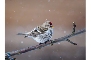 Common Redpoll on Apple Tree Branch, an Animal Photo by Fascinadora