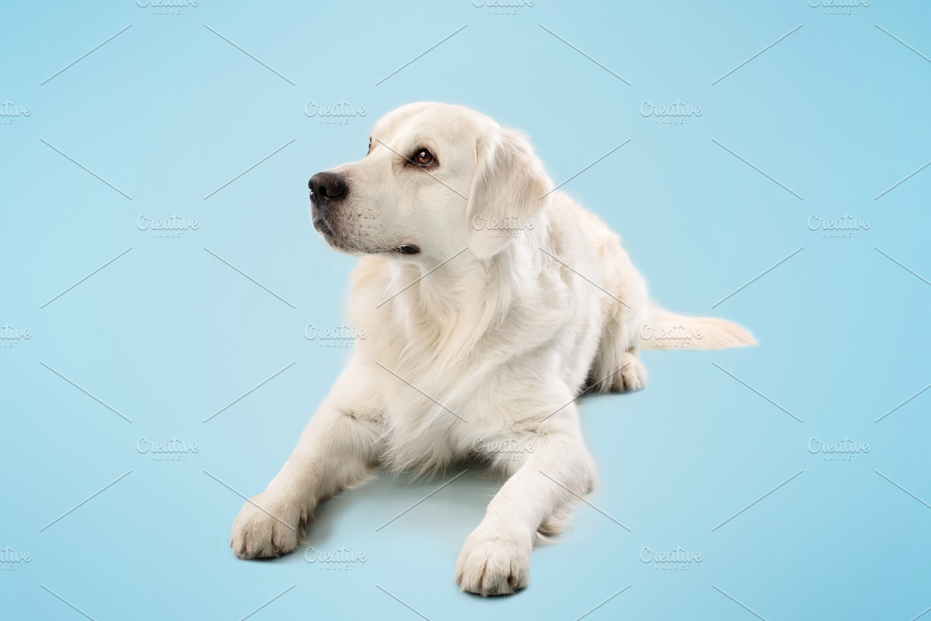 Domestic animal. Pretty golden retriever dog lying on floor on blue studio back, a Photo by Prostock-Studio
