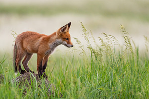 Young red fox stands on a rock featuring fox, animal, and cute