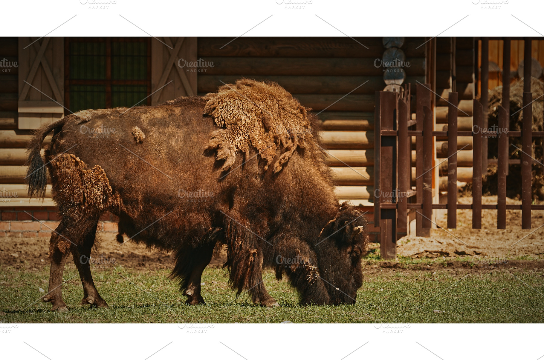Bison Grazing on Grass with Rustic, an Animal Photo by Our Amazing World