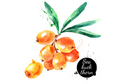 Watercolor Berries Vector Set 2, a Food Illustration by Elena Pimonova (Thumbnail 3 of 4)