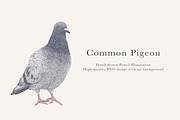 Pigeon Illustration – Hand Drawn PNG, an Animal Illustration by LaurenFittonIllustration (Thumbnail 1 of 8)