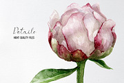 Watercolor pink peonies clipart, an Illustration by yana.fefelova (Thumbnail 5 of 5)