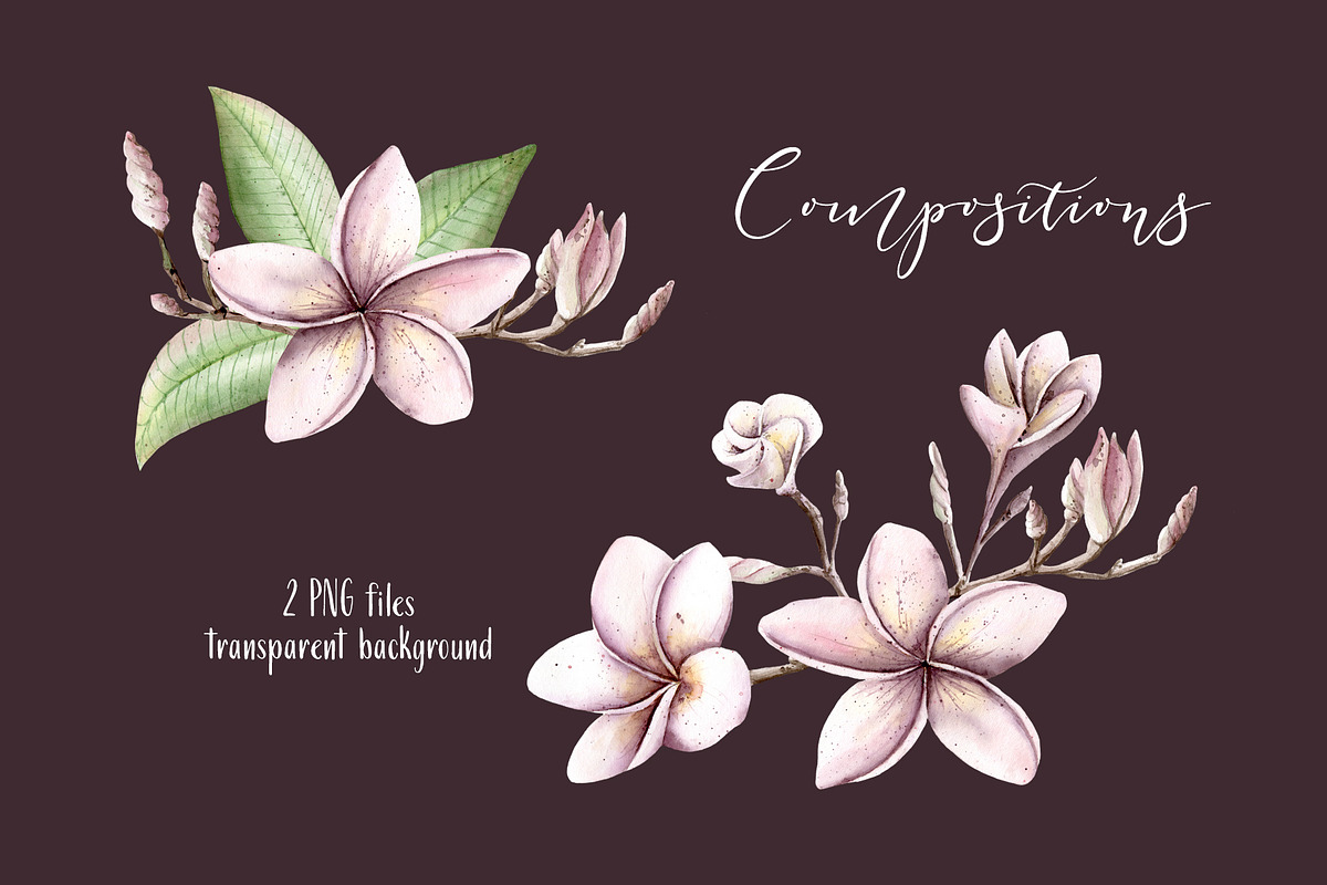 Frangipani Floral Watercolor Clipart, a Decorative Illustration by Sha1nee (Photo 5 of 5)