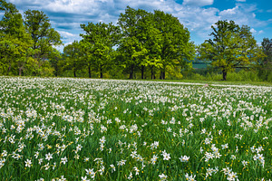 Blossoming white daffodil flowers, a Nature Photo by Alpine Dreams