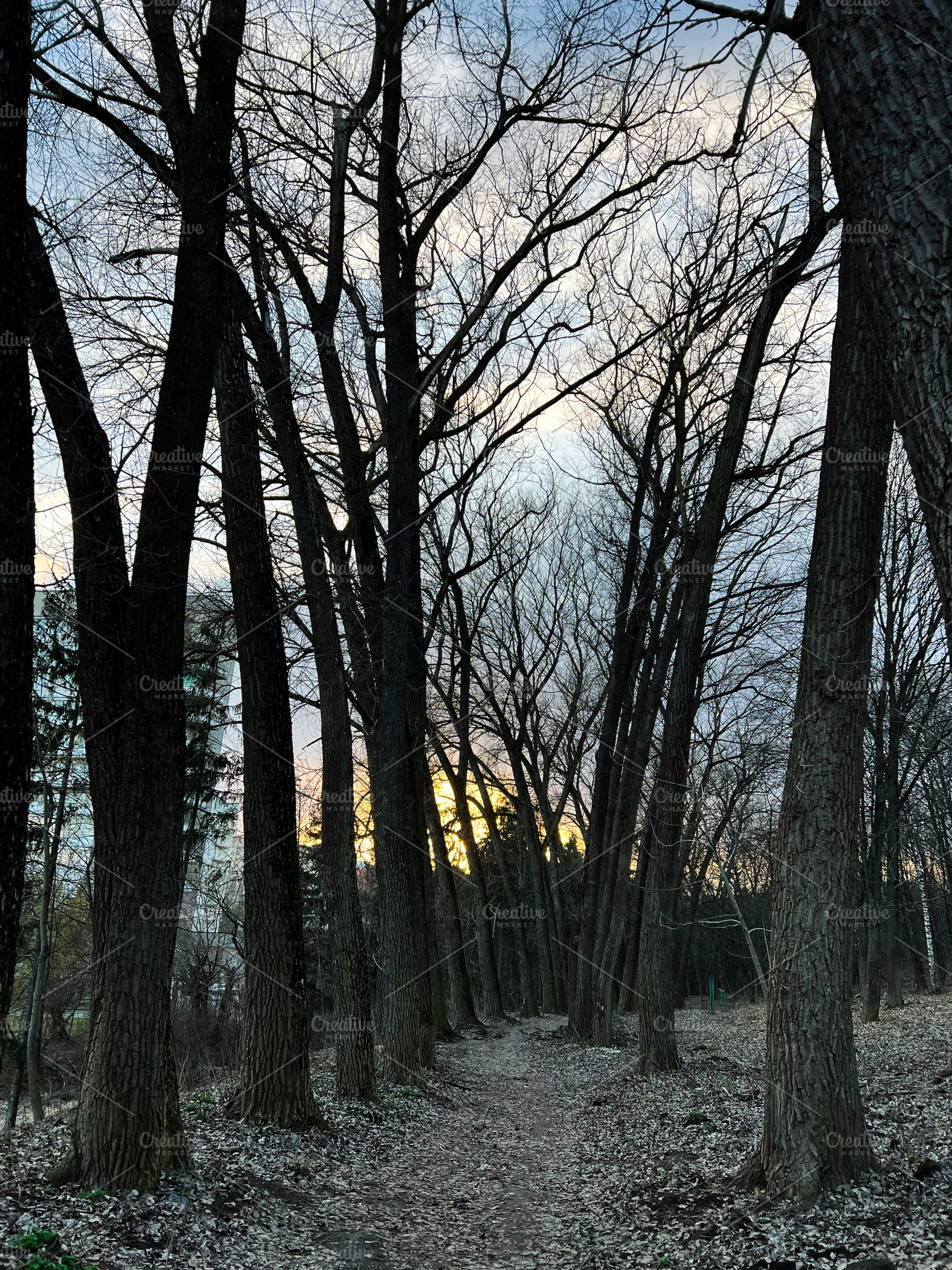 Serene forest path surrounded by tall trees during a peaceful sunset, a Photo by AS photostudio