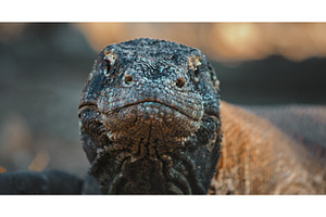 Komodo dragon staring showing its, an Animal Photo by Goinyk
