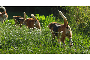 Beagle dogs sniffing and searching, an Animal Photo by Goinyk