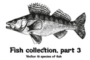 Fish collection, part 3, a Food Illustration by ZotovShop (Thumbnail 1 of 11)