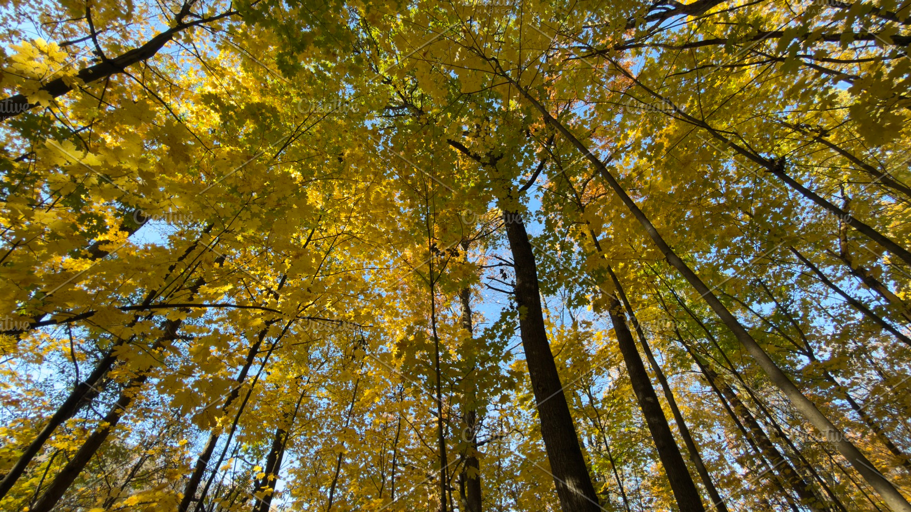 A view looking up through trees with vibrant yellow leaves against a blue sky, a Nature Photo by Textures & Backgrounds