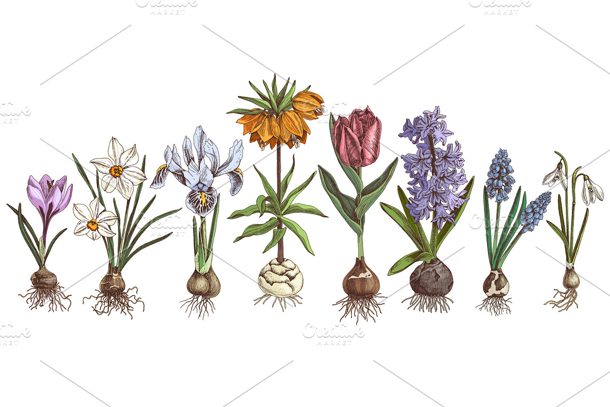 Spring Bulbous flowers, a Decorative Illustration by handsketched (Photo 5 of 10)