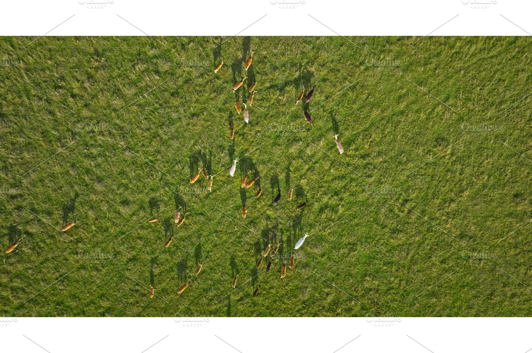 Herd of deer grazing in green field, an Animal Photo by Goinyk
