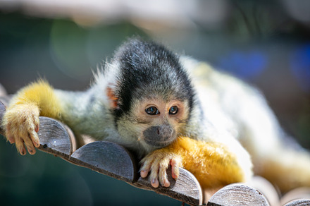 A young squirrel monkey in Italy, an Animal Photo by misign