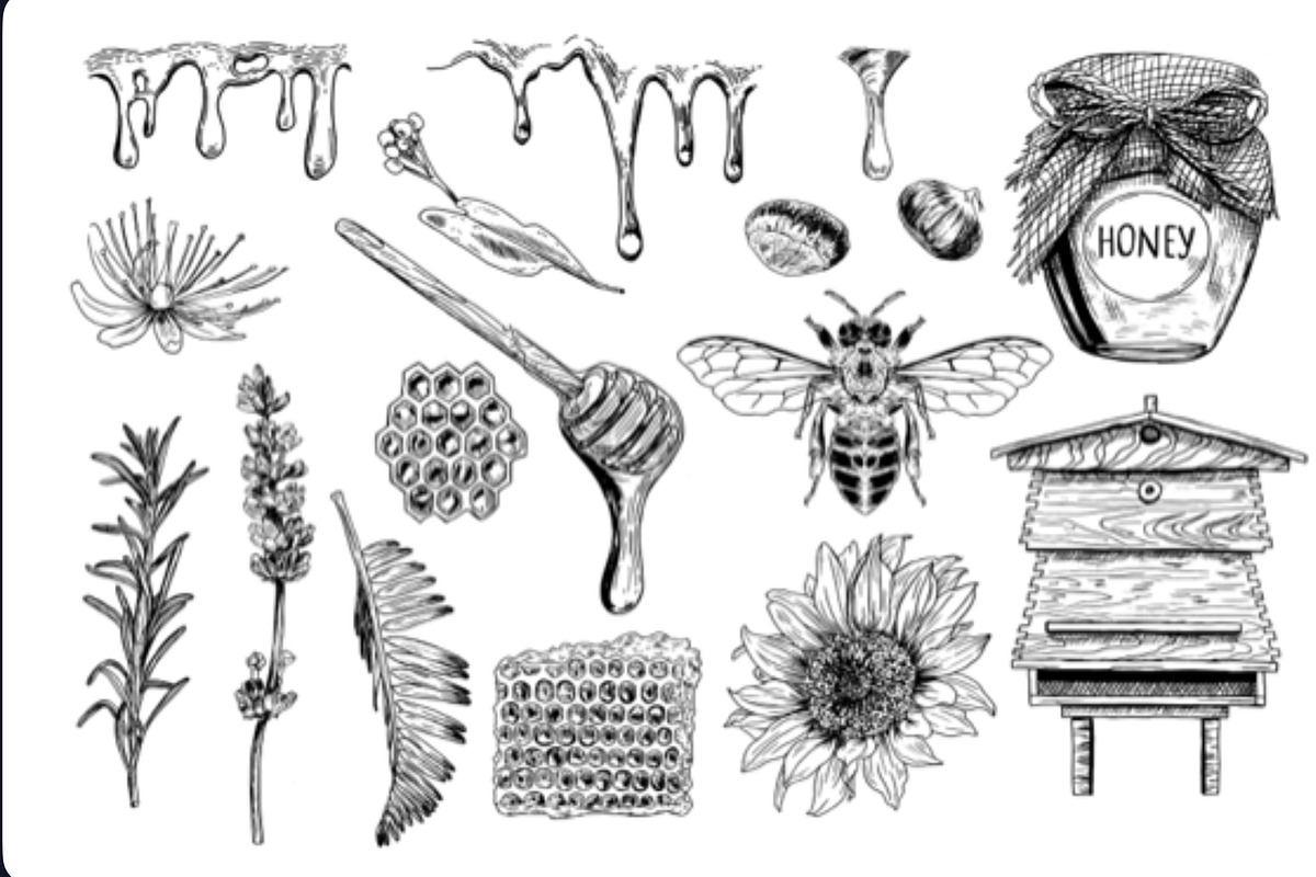 Honey vector collection, a Food Illustration by Anada Arty