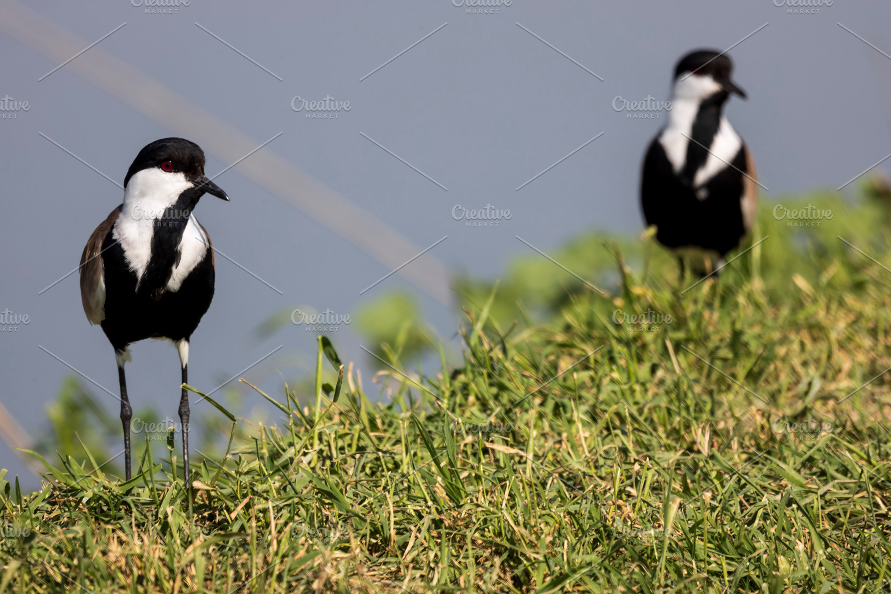 Two Spur-winged lapwing birds, a Nature Photo by Imaginarium