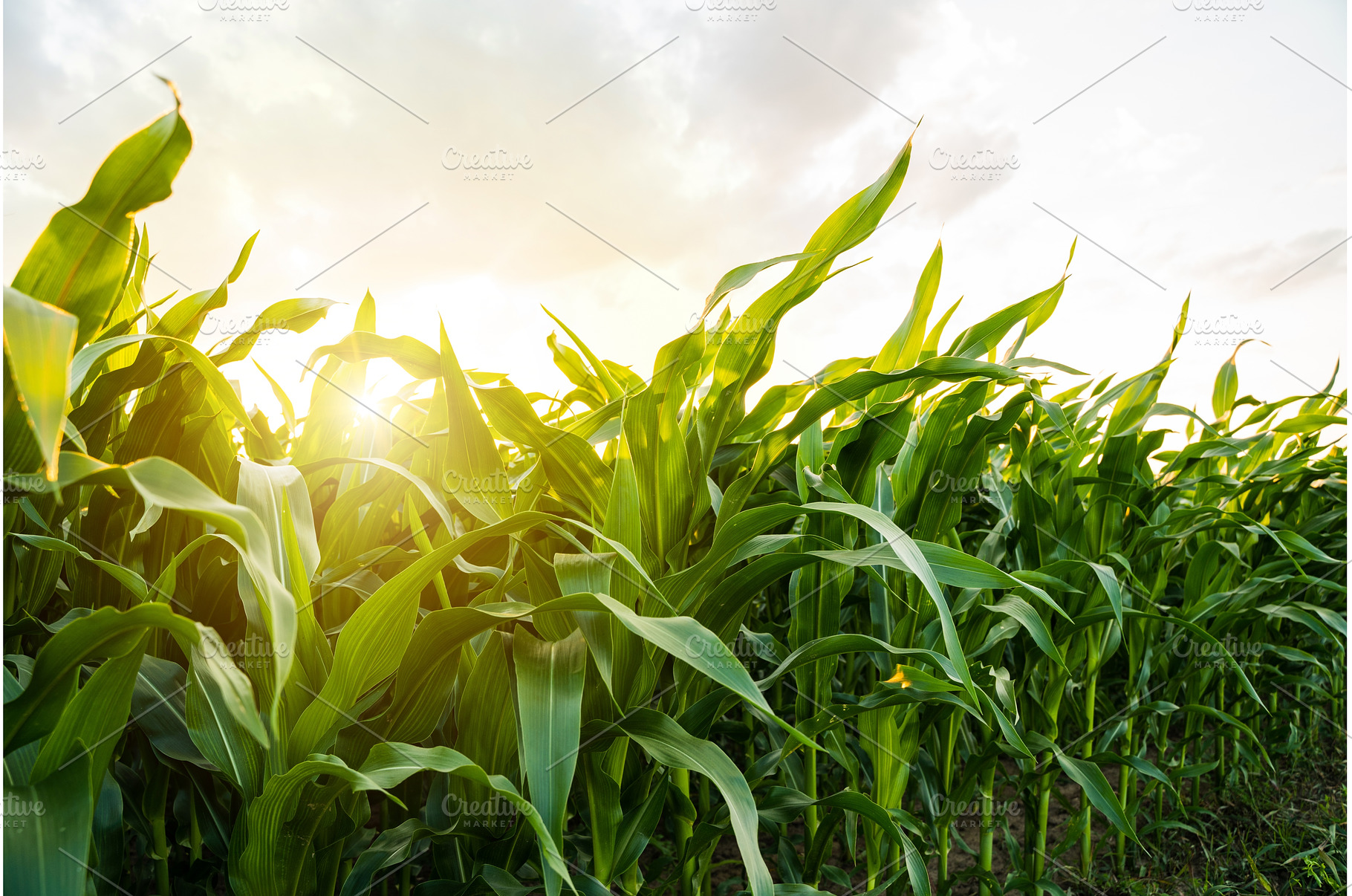 Healthy corn foliage on summer farm, a Nature Photo by volodymyrshtun13795