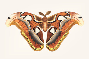 Vintage Illustration Of Atlas Moth