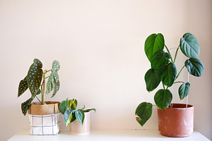 Indoor plants featuring plant, indoor plant, and begonia