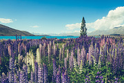 Landscape Lightroom Presets, an Action Add-On by PresetKingdom.com (Thumbnail 5 of 5)