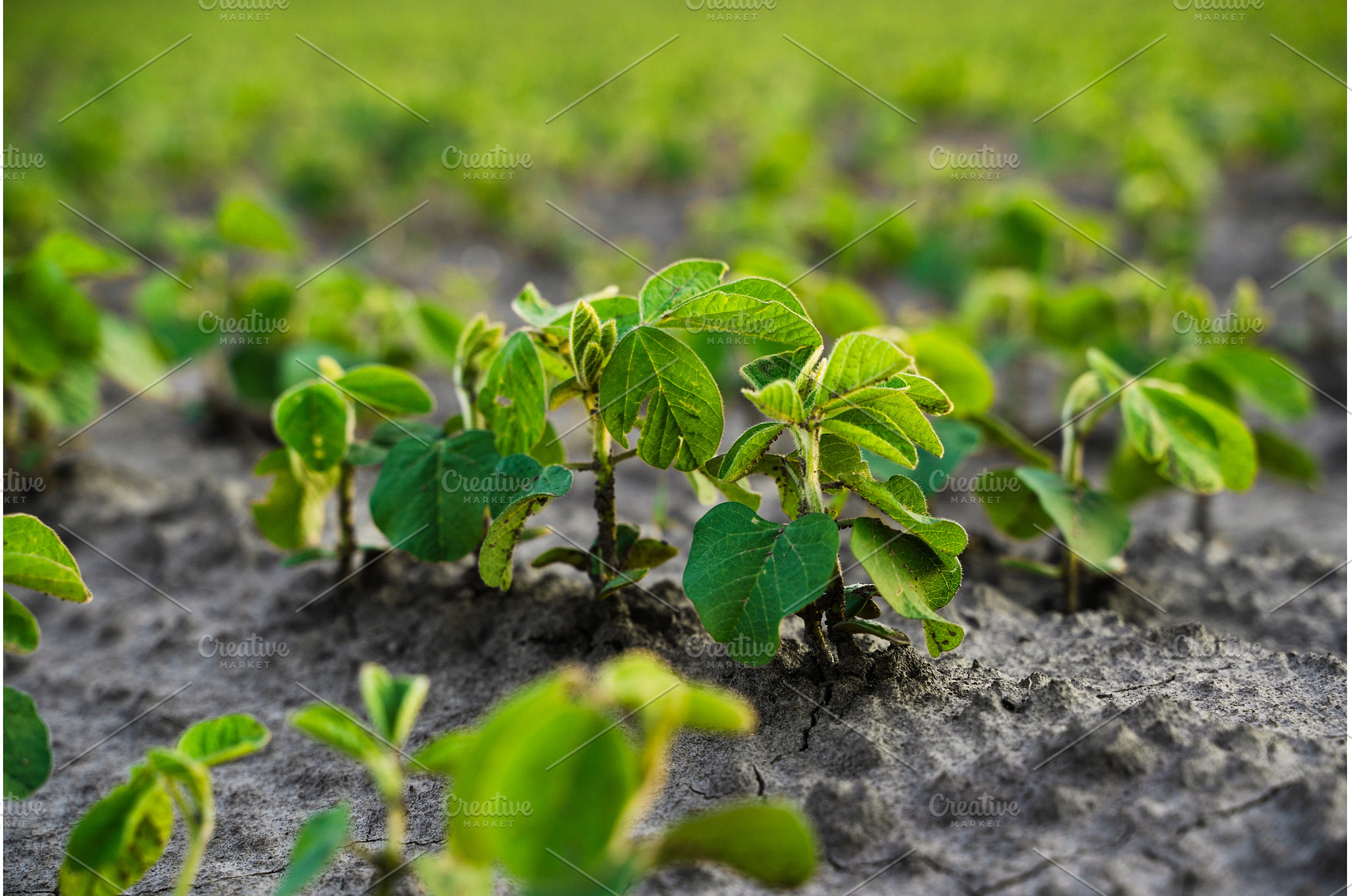 Close view of young soybean plants, an Industrial Photo by volodymyrshtun13795