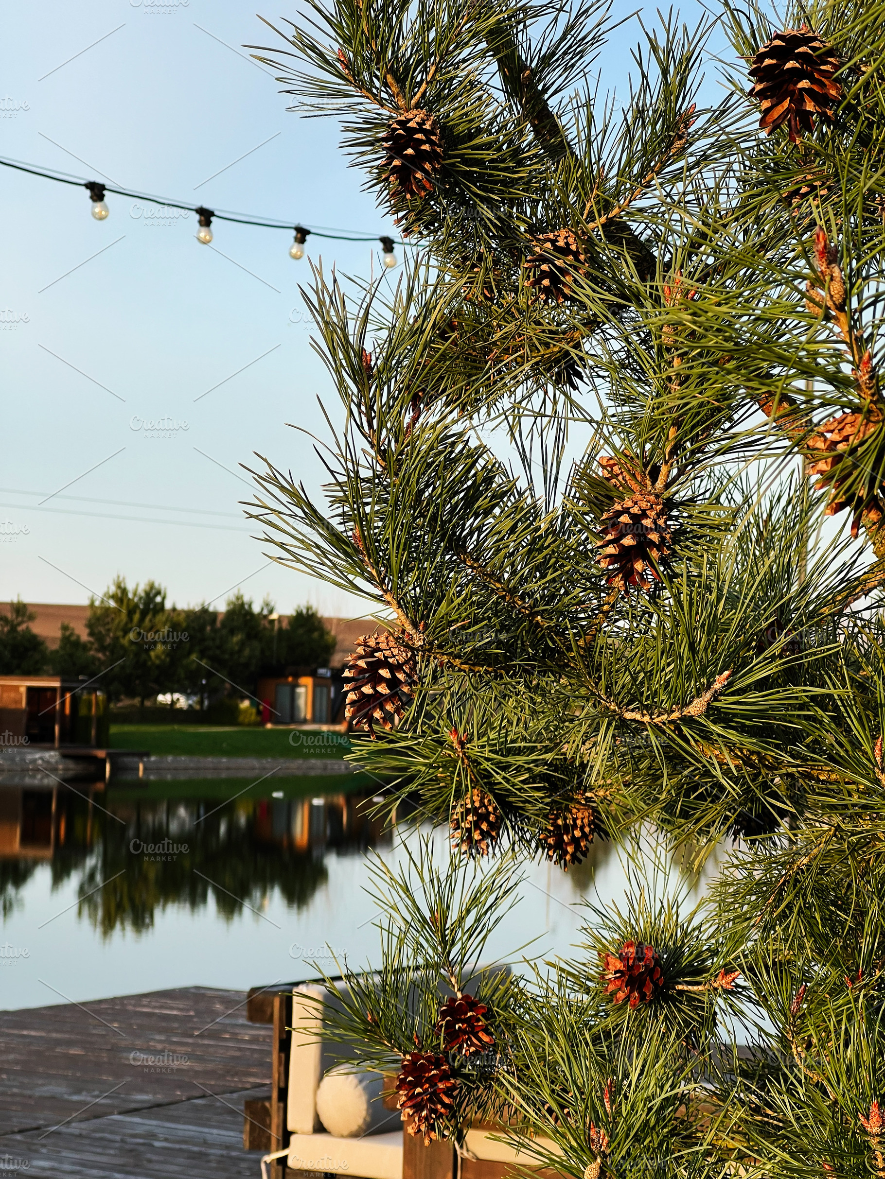 Close-up of a pine tree adorned with cones near a serene waterscape, a Photo by AS photostudio