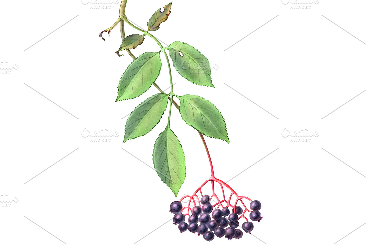 Elder Plant Botanical Illustration, an Illustration by Anna Repp Illustration (Photo 2 of 7)