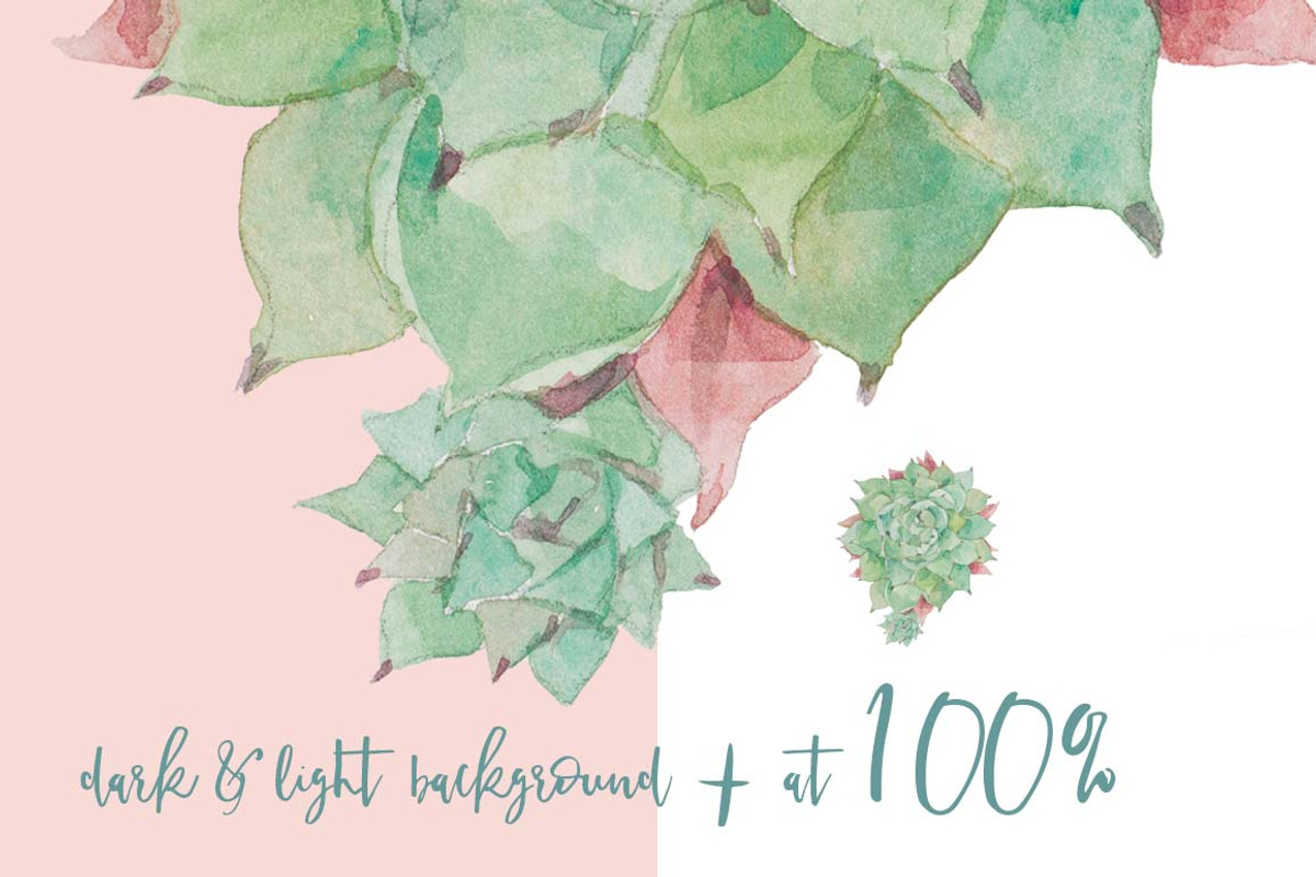 Succulents-single species package, a Work Illustration by watercolorwild.graphics (Photo 6 of 8)